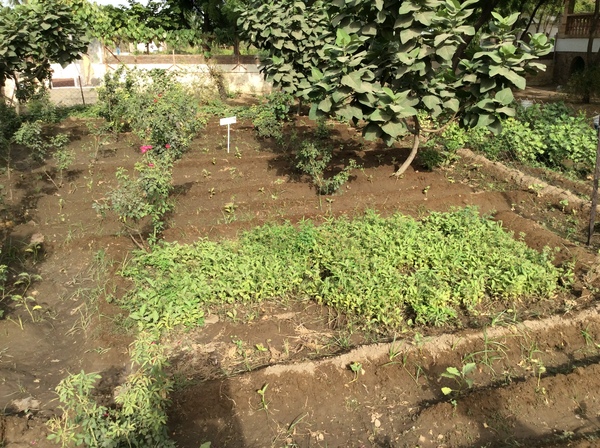 baby eggplants transplanted to rose area 600